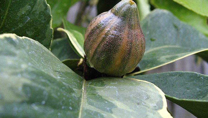 Immature pink lemon tree fruit Immature pink lemon tree fruit