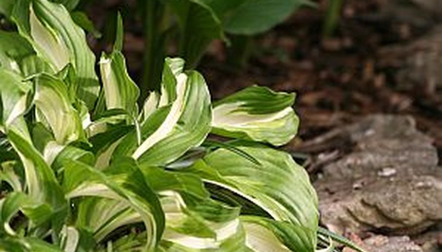 Make a stone edging for a garden to add a formal finishing touch. Make a stone edging for a garden to add a formal finishing touch.