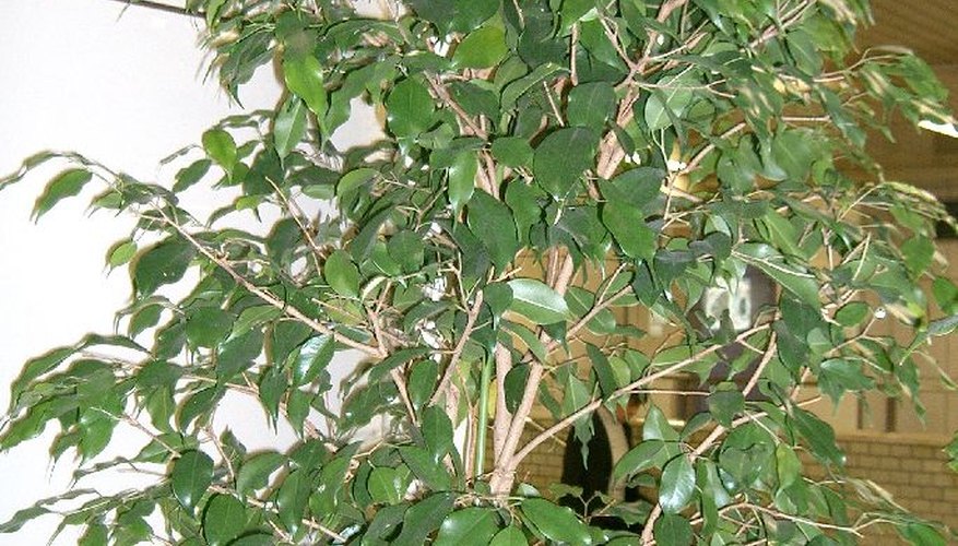 Ficus Benjamina Ficus Benjamina