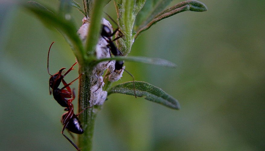 Ants are social insects that tend to lack social ettiquete. Ants are social insects that tend to lack social ettiquete.