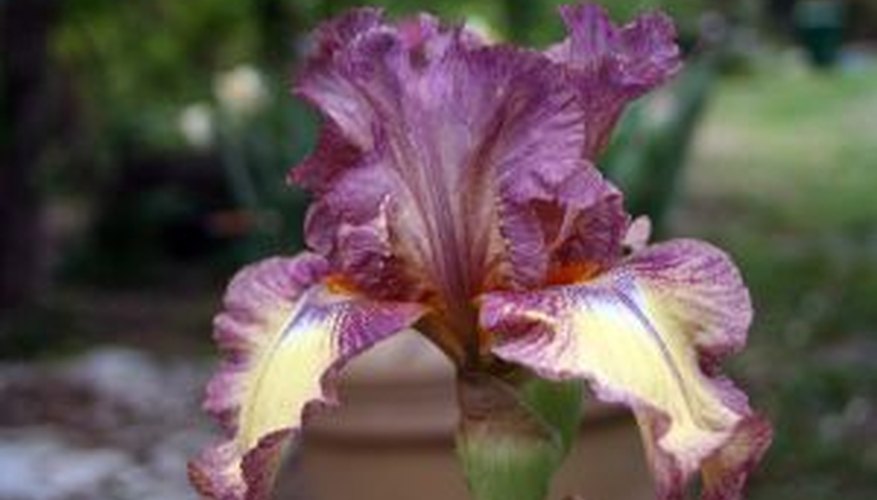 A bearded iris in bloom. A bearded iris in bloom.