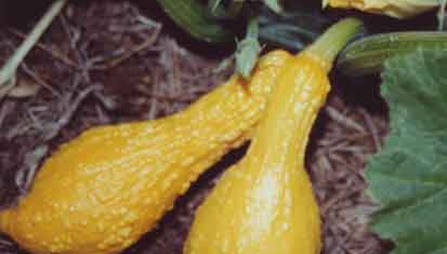 Summer squash Summer squash