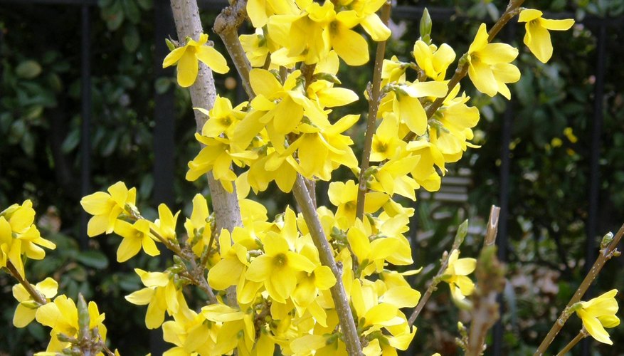Forsythia shrub Forsythia shrub