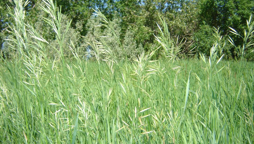 Sweet grass grows wild in northern climates. Sweet grass grows wild in northern climates.