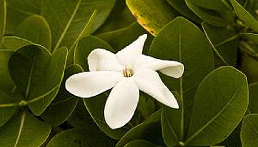 Beautiful gardenia blossom among green foliage Beautiful gardenia blossom among green foliage