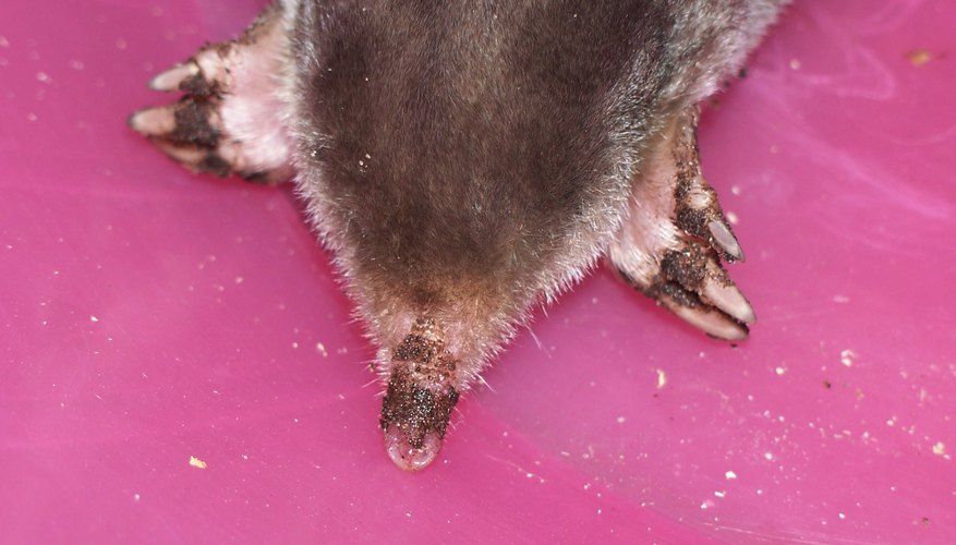 Capture moles humanely with a coffee can trap. Capture moles humanely with a coffee can trap.
