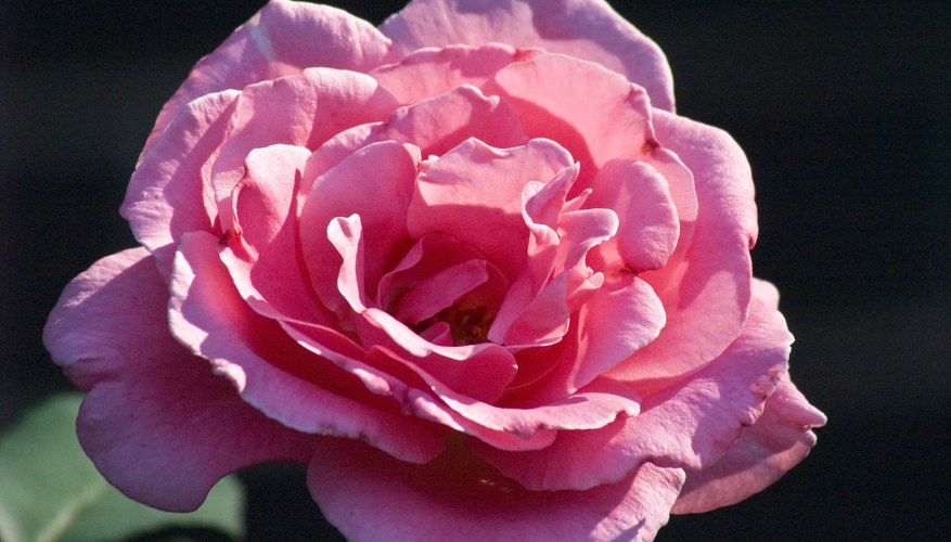 Single pink rose Single pink rose