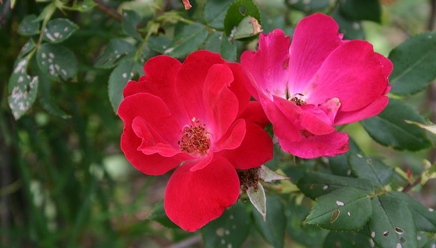 A Knock Out shrub in bloom A Knock Out shrub in bloom