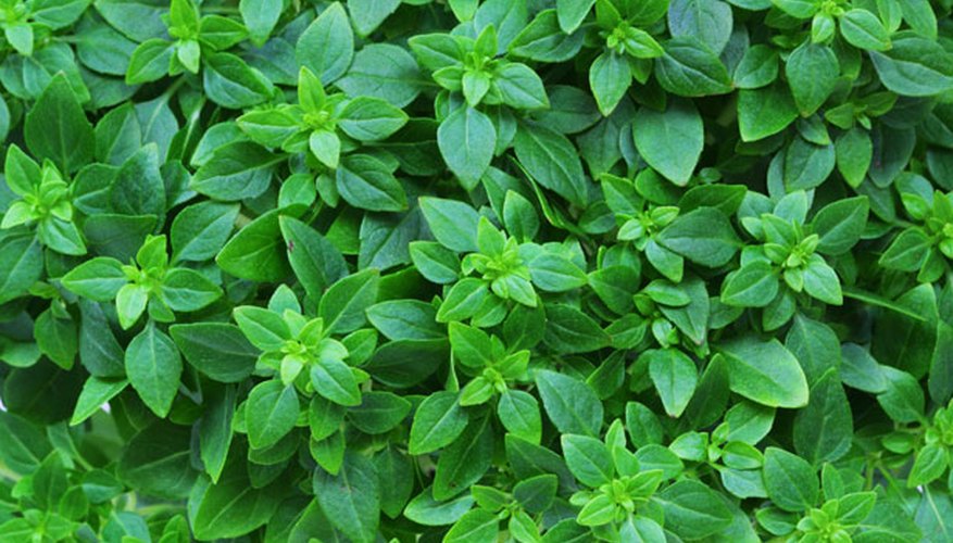Grow Organic Herbs Grow Organic Herbs