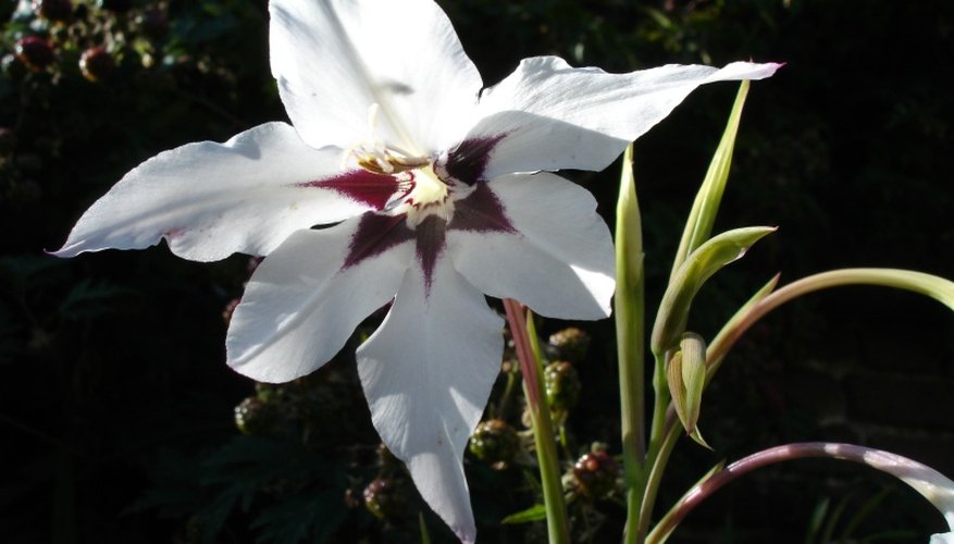 Acidanthera murieliae Acidanthera murieliae