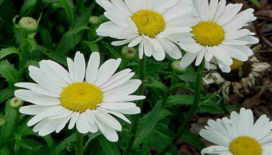 Shasta daisies. Shasta daisies.