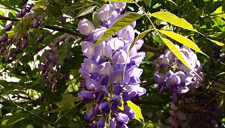 Wisteria in bloom. Wisteria in bloom.