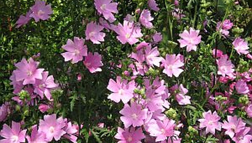 Garden phlox at the height of bloom Garden phlox at the height of bloom