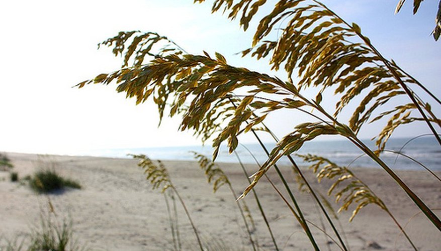Sea oats grass. Sea oats grass.