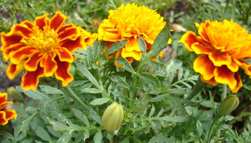 Plants of varying heights add interest to a garden. Plants of varying heights add interest to a garden.