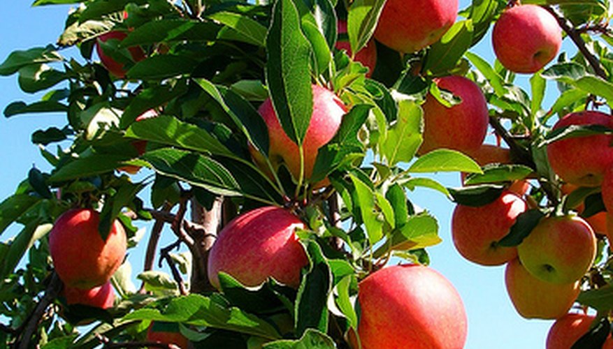 Apple Tree Apple Tree
