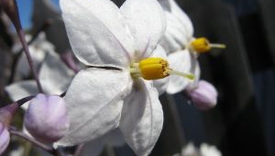 Potato vine flower. Potato vine flower.