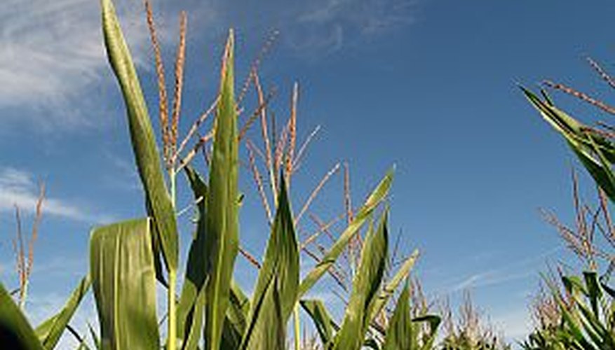 Plant corn seeds in a large vegetable garden for a delicious harvest. Plant corn seeds in a large vegetable garden for a delicious harvest.