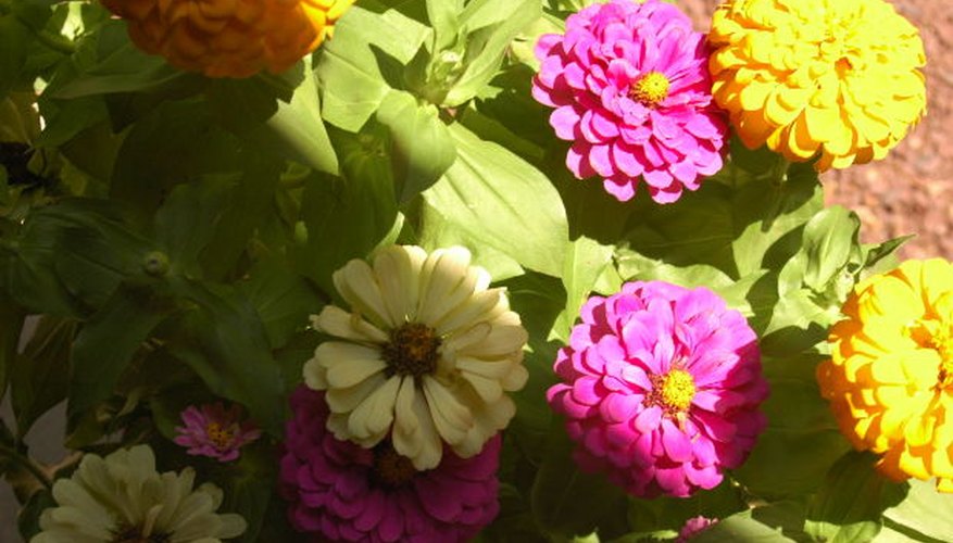 Zinnias are heat loving plants. Zinnias are heat loving plants.