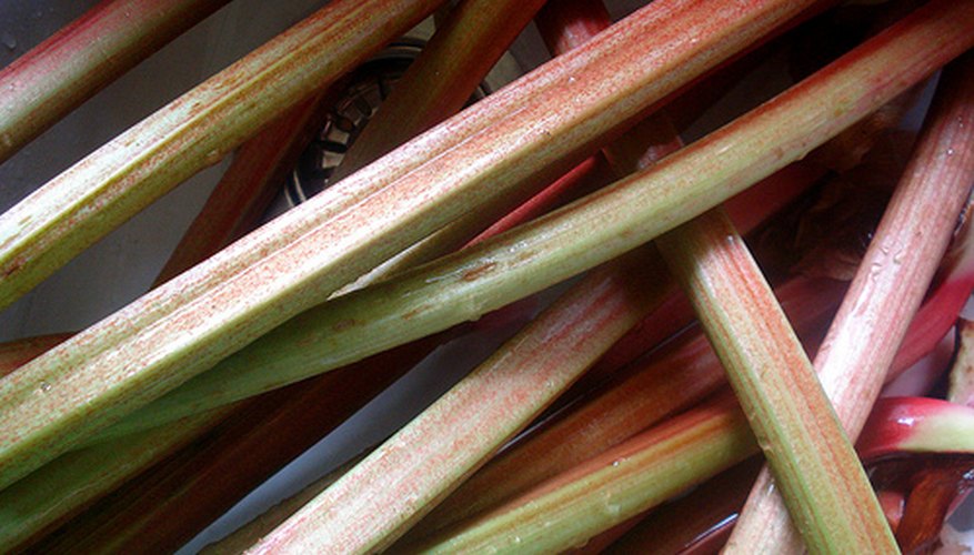 Harvested rhubarb Harvested rhubarb