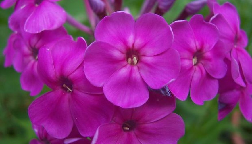 Phlox are a sun-loving perennial. Phlox are a sun-loving perennial.
