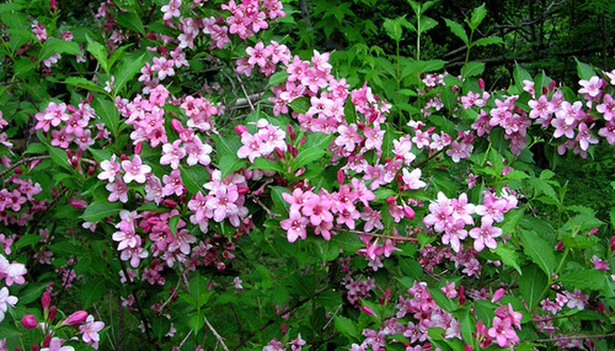 Weigela bush. Weigela bush.