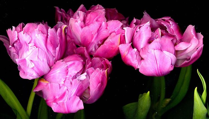 Tulips Tulips