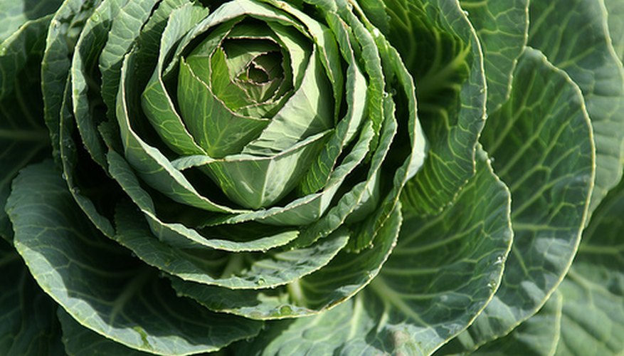 Cabbage Cabbage