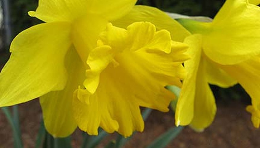 Planting Daffodil Bulbs Planting Daffodil Bulbs