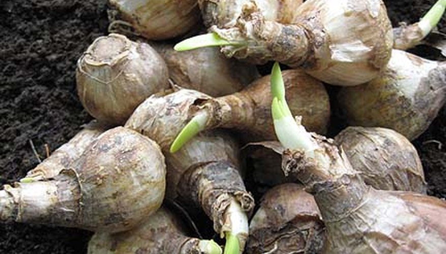 Daffodil Bulbs Daffodil Bulbs