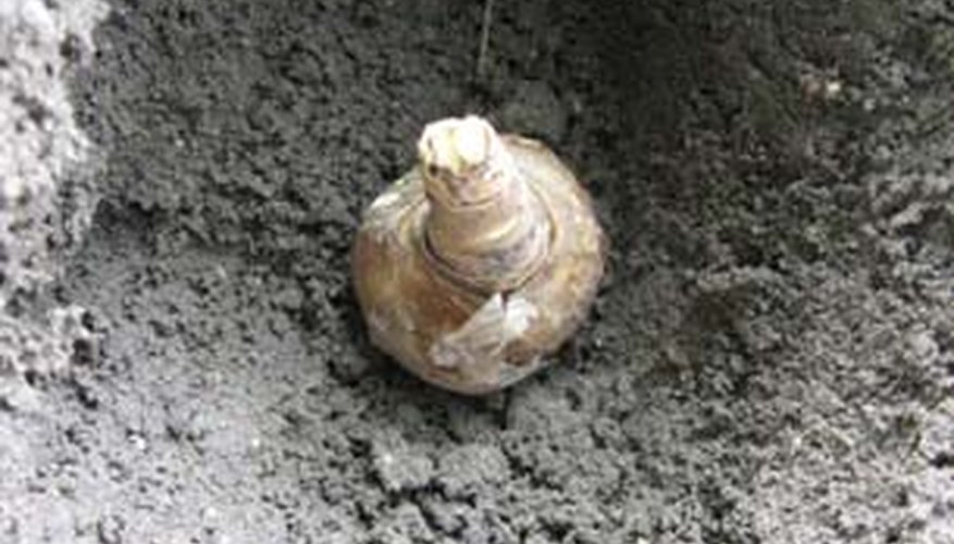 Set Bulb in Ground. Set Bulb in Ground.