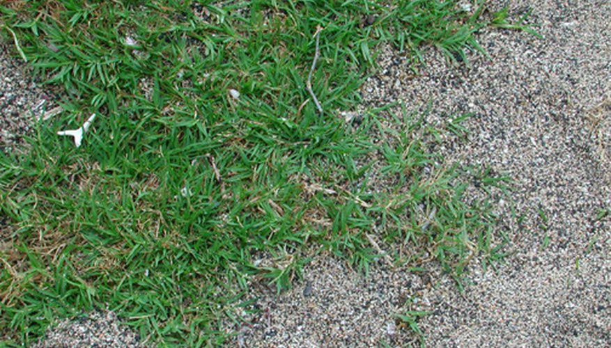 Cynodon dactylon Cynodon dactylon
