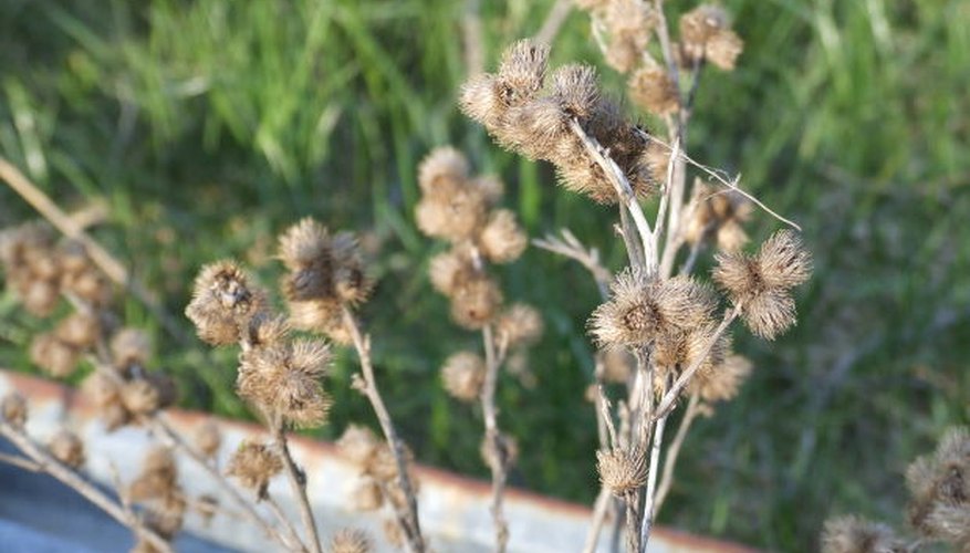 Burdocks are aggressive weeds. Burdocks are aggressive weeds.