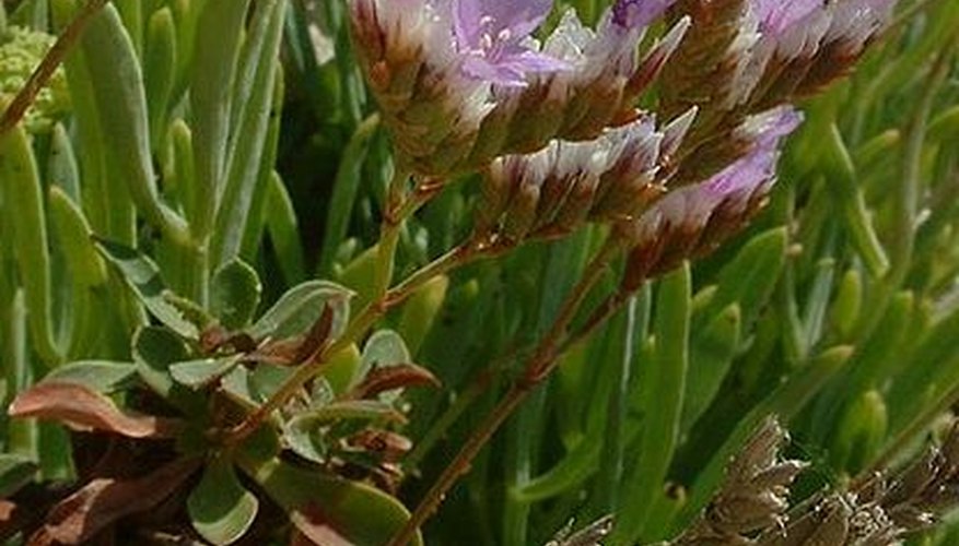 Also called Sea Lavender, statice is a hardy plant with delicate blooms Also called Sea Lavender, statice is a hardy plant with delicate blooms