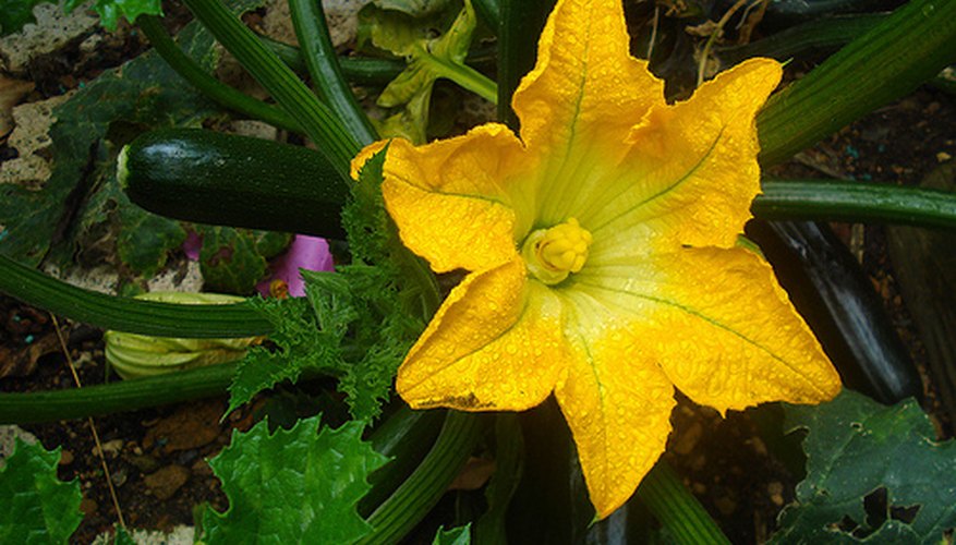 A squash plant. A squash plant.