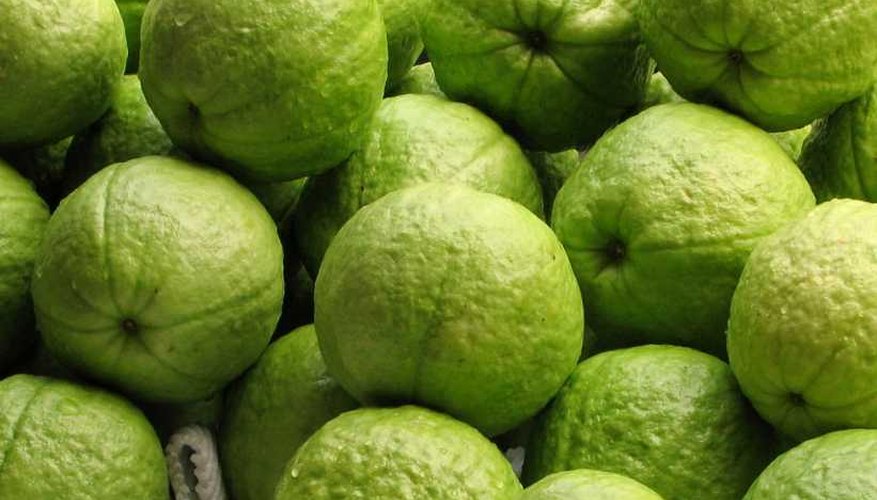 Asian varieties of guava are often eaten green. Asian varieties of guava are often eaten green.