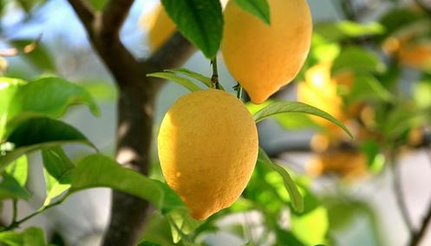 Lemon Tree Lemon Tree