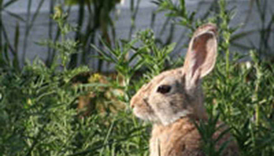 A rabbit about to strike. A rabbit about to strike.