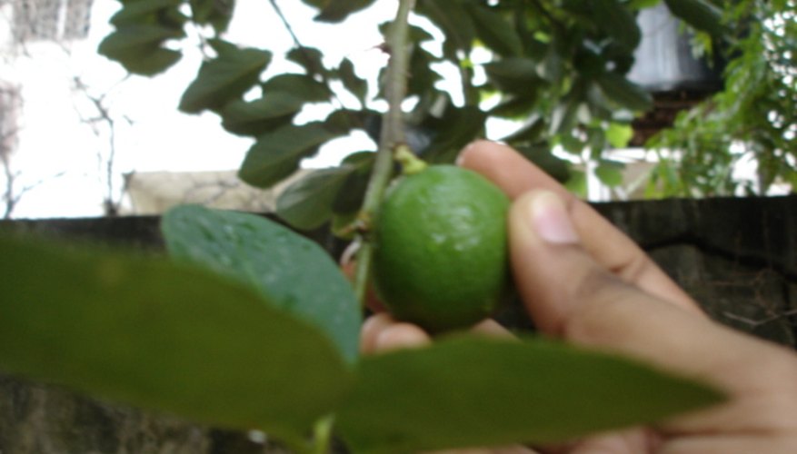 Thorny key lime tree. Thorny key lime tree.