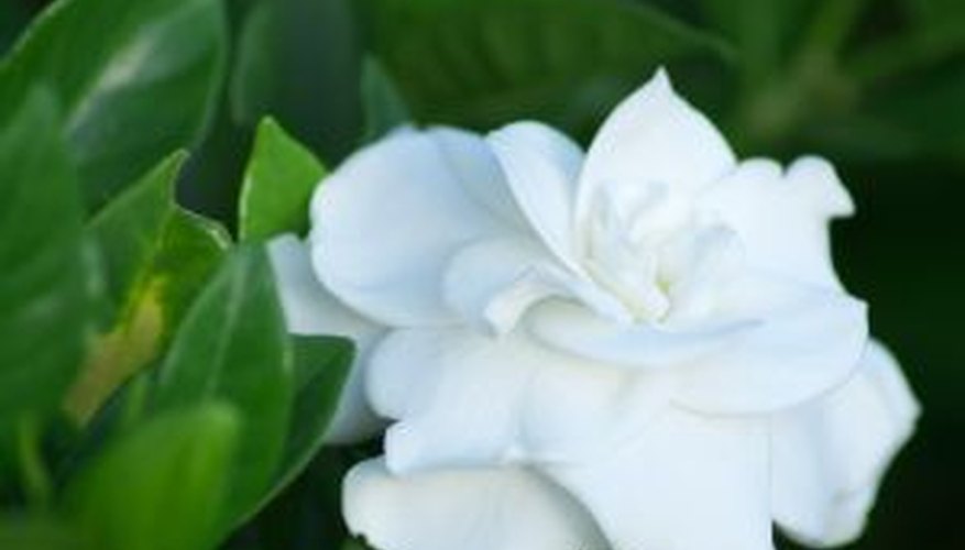 A gardenia blossom A gardenia blossom