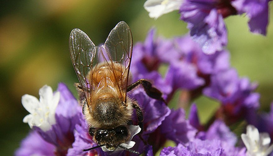 Bee on statice flower Bee on statice flower
