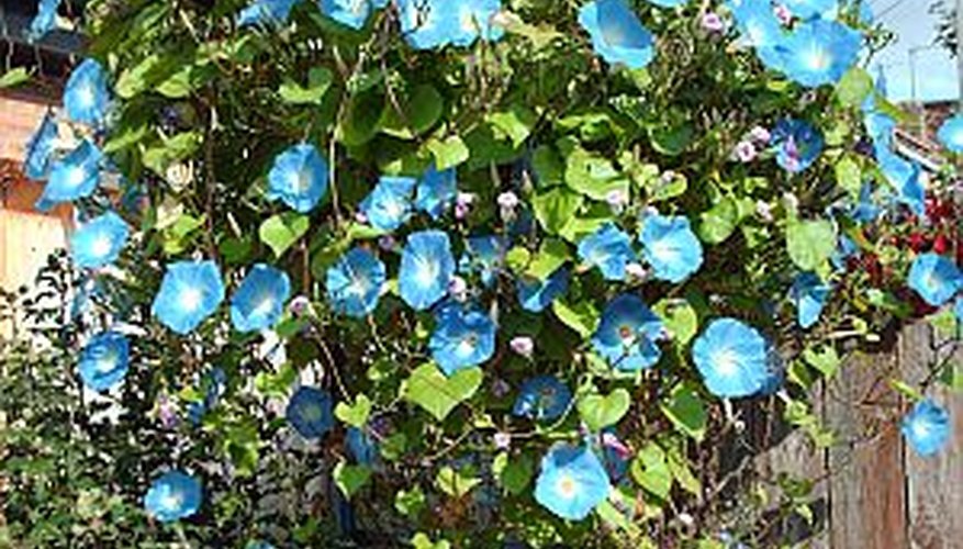Grow morning glories from seeds for a bright vertical display. Grow morning glories from seeds for a bright vertical display.