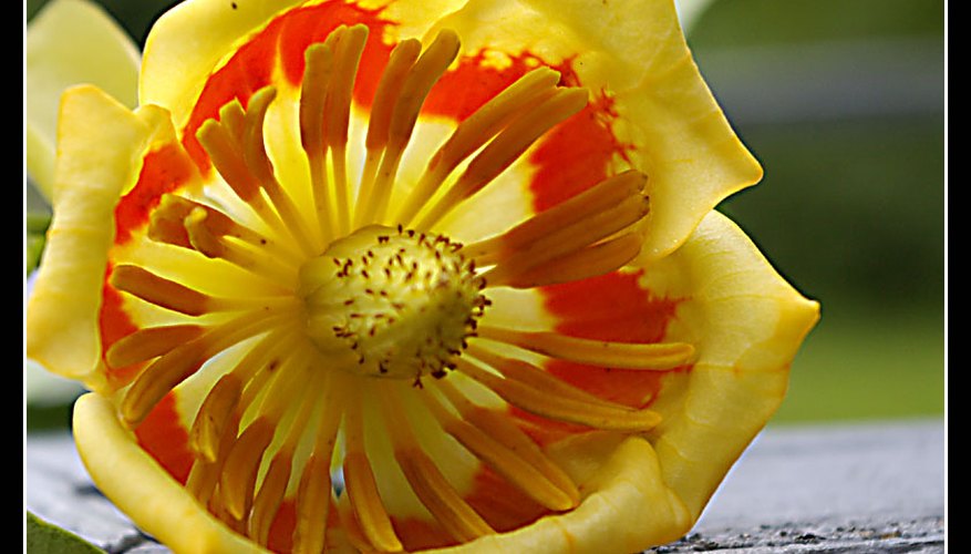Tulip tree flower. Tulip tree flower.