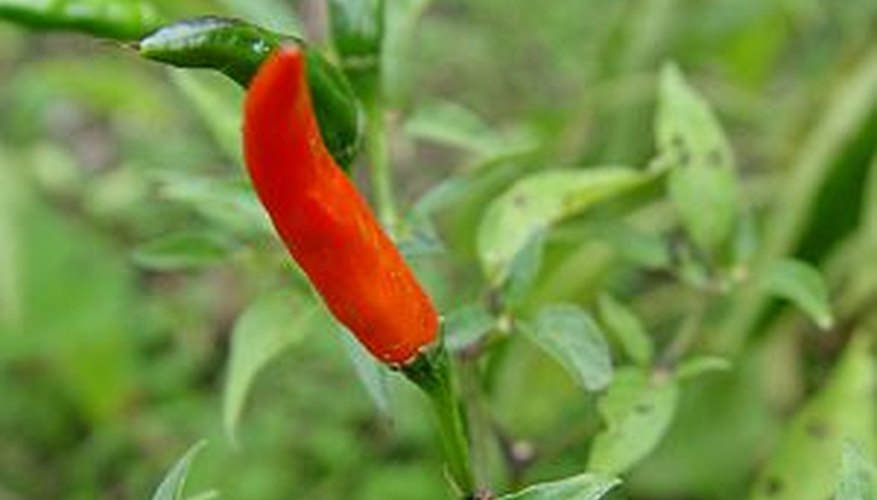 Grow chili peppers in a garden or in containers for a spicy harvest. Grow chili peppers in a garden or in containers for a spicy harvest.
