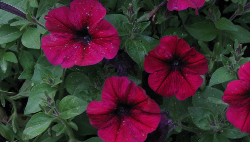 Healthy petunias Healthy petunias