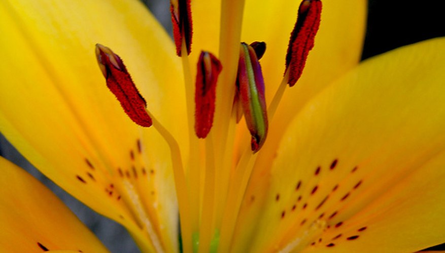 Hybrid Asiatic Lily Hybrid Asiatic Lily