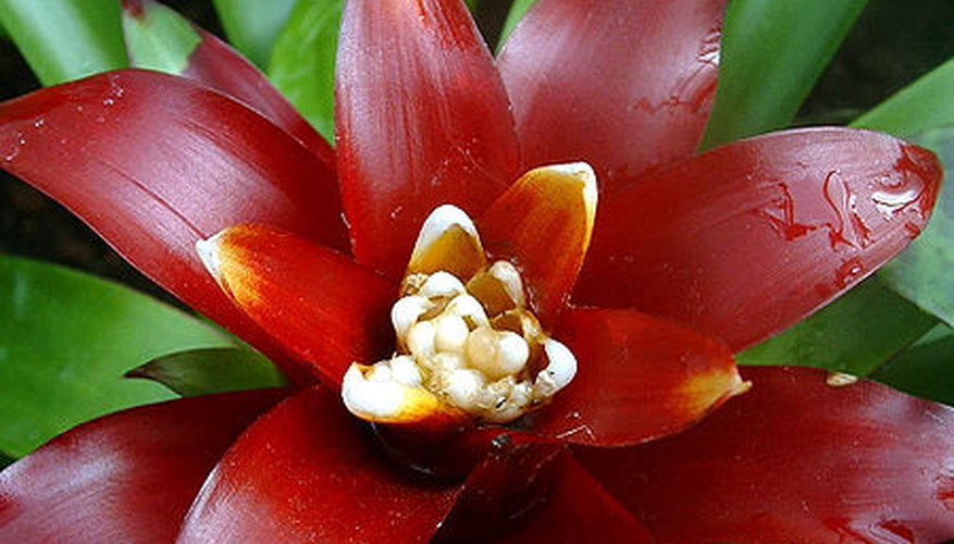 Guzmania ligulata in bloom. Guzmania ligulata in bloom.
