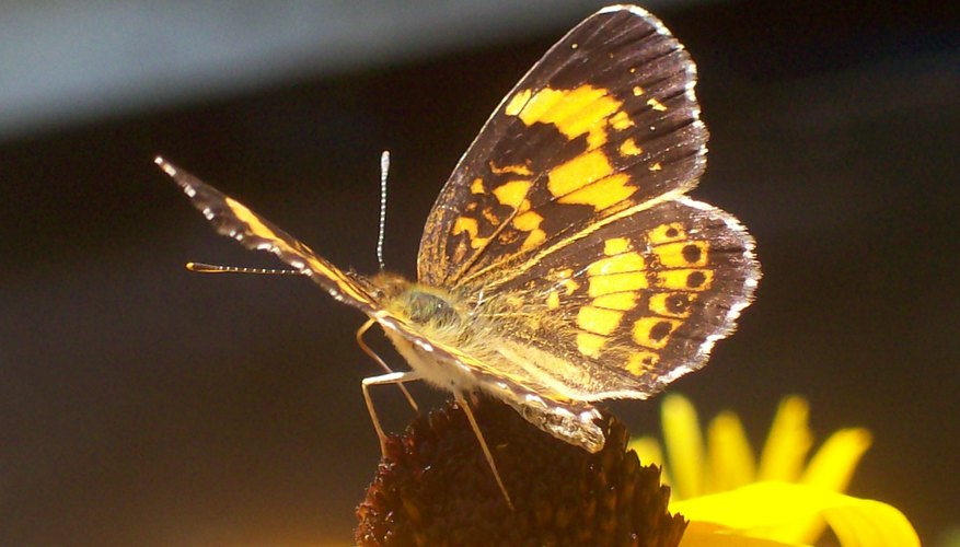 Pearl crescent butterfly Pearl crescent butterfly