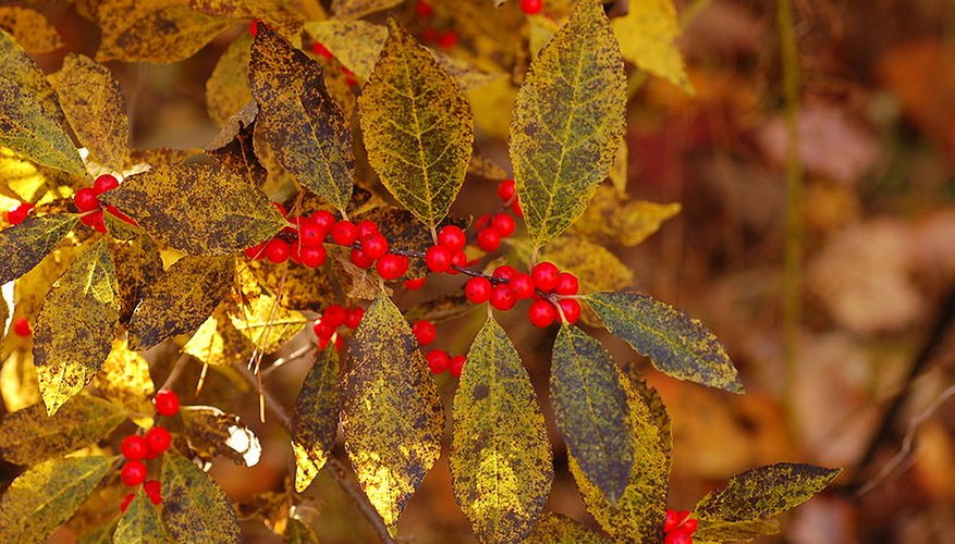 Winterberry in fruit. Winterberry in fruit.