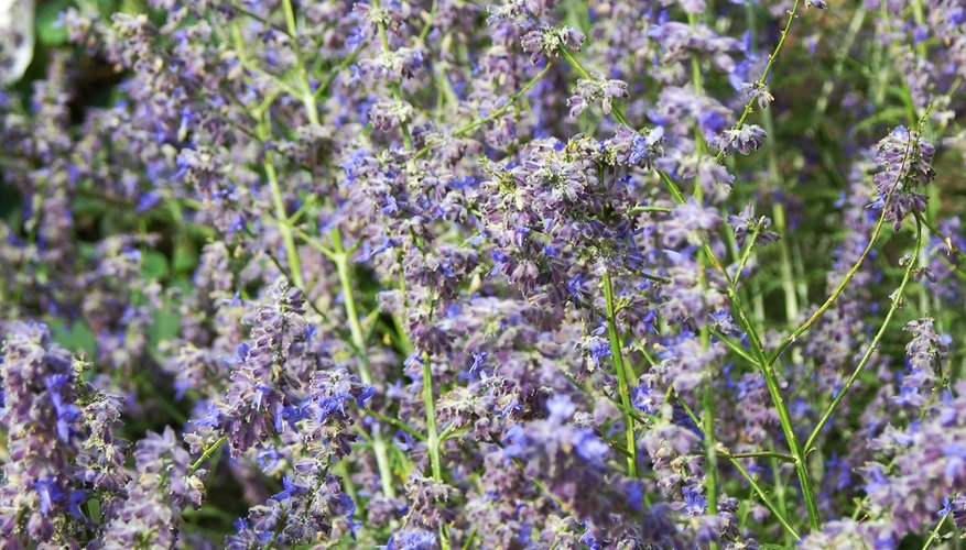 Mature Russian sage plant. Mature Russian sage plant.